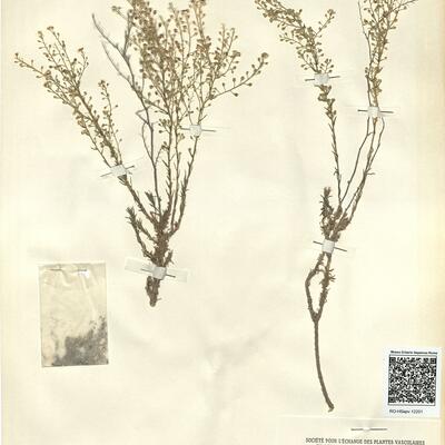 Lepidium subulatum L. -  RO-HSepv 12201 photo