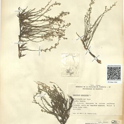 Lepidium subulatum L. -  RO-HSepv 12202 photo