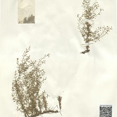 Lepidium subulatum L. -  RO-HSepv 14088 photo