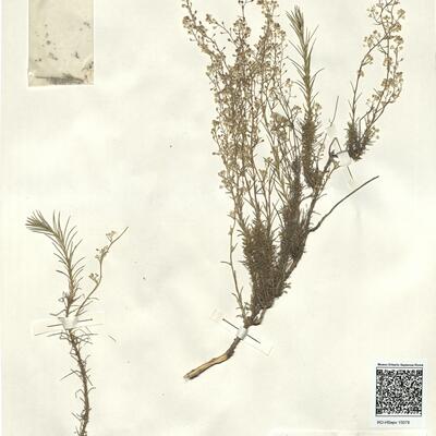 Lepidium subulatum L. -  RO-HSepv 15078 photo