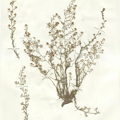 Lepidium subulatum L. -  RO-HSepv 16959 photo