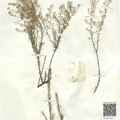 Lepidium subulatum L. -  RO-HSepv 17939 photo