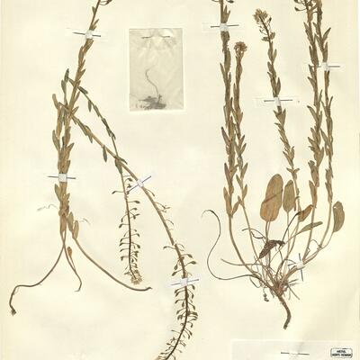 Lepidium villarsii Gren. & Godr. subsp. reverchonii (Debeaux) Breistr. -  RO-HSepv 11267 photo