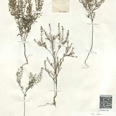 Lepidium virginicum L. -  RO-HSepv 17940 photo