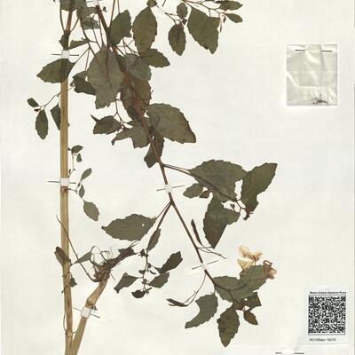 Impatiens capensis Meerb. -  RO-HSepv 19216 photo