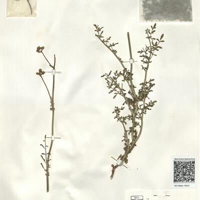 Ruta angustifolia Pers. -  RO-HSepv 16243 photo