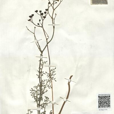 Ruta angustifolia Pers. -  RO-HSepv 17175 photo