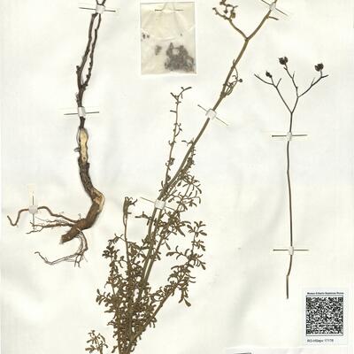 Ruta angustifolia Pers. -  RO-HSepv 17176 photo