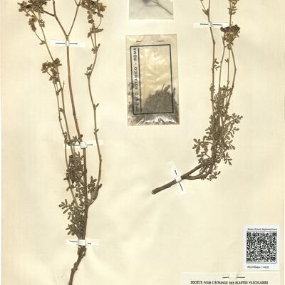 Ruta chalepensis L. -  RO-HSepv 11428 photo