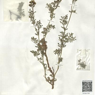 Ruta chalepensis L. -  RO-HSepv 19208 photo