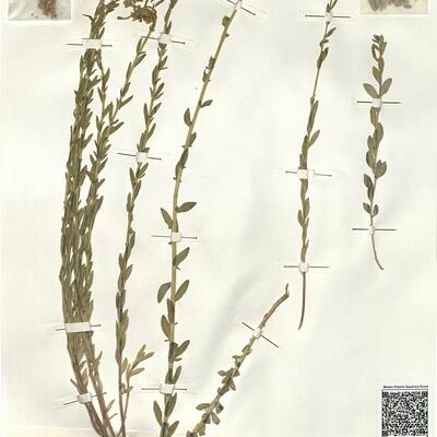 Haplophyllum linifolium (L.) G. Don f. -  RO-HSepv 15278 photo