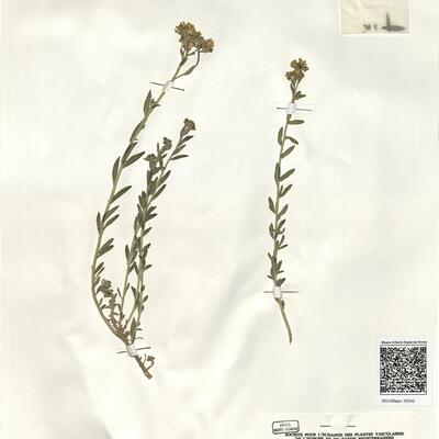 Haplophyllum linifolium (L.) G. Don f. -  RO-HSepv 16242 photo