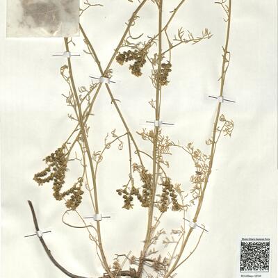 Ruta montana (L.) L. -  RO-HSepv 18144 photo