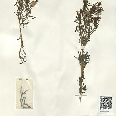 Peganum harmala L. -  RO-HSepv 14228 photo