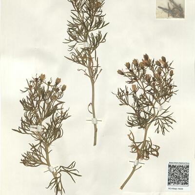 Peganum harmala L. -  RO-HSepv 16229 photo