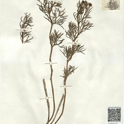 Peganum harmala L. -  RO-HSepv 17152 photo