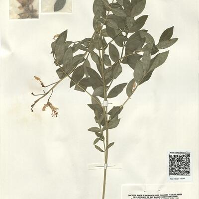 Dictamnus albus L. -  RO-HSepv 14244 photo