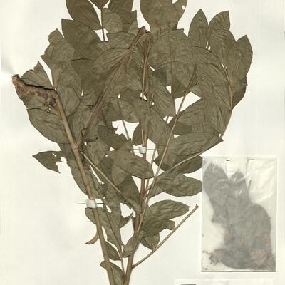 Dictamnus albus L. -  RO-HSepv 16241 photo