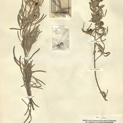 Neochamaelea pulverulenta (Vent.) Erdtm. -  RO-HSepv 11429 photo