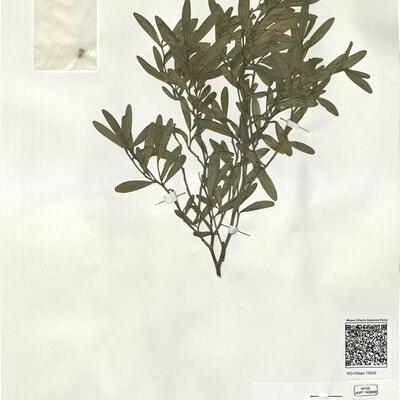 Cneorum tricoccon L. -  RO-HSepv 19209 photo