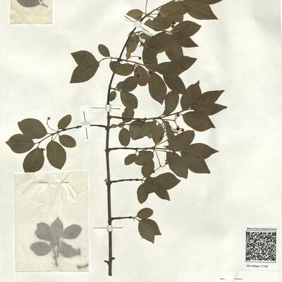 Euonymus europaeus L. -  RO-HSepv 17182 photo