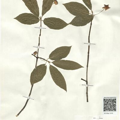 Euonymus latifolius (L.) Mill. -  RO-HSepv 18150 photo