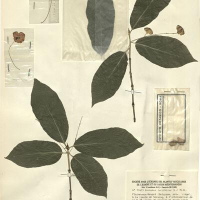 Evonymus latifolius (L.) Mill. -  RO-HSepv 11433 photo