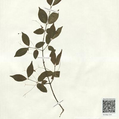 Euonymus verrucosus Scop. -  RO-HSepv 18151 photo