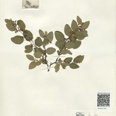 Paliurus spina-christi Mill. -  RO-HSepv 14263 photo