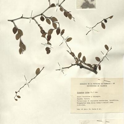 Zizyphus lotus (L.) Lam. -  RO-HSepv 12332 photo