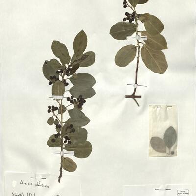Rhamnus alaternus L. subsp. alaternus -  RO-HSepv 18155 photo