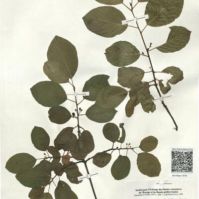 Frangula alnus Mill. subsp. alnus -  RO-HSepv 18153 photo