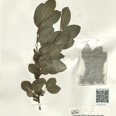Rhamnus alpina L. -  RO-HSepv 16254 photo