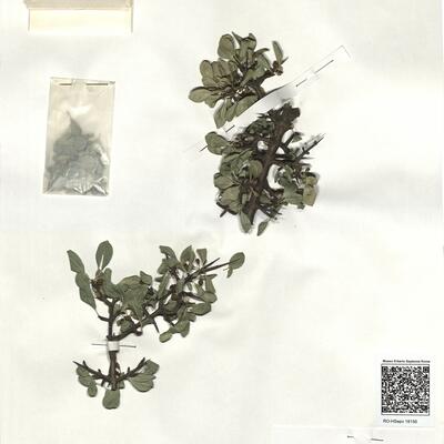 Rhamnus saxatilis Jacq. subsp. infectoria (L.) P. Fourn. -  RO-HSepv 18156 photo