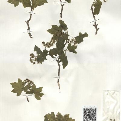 Acer campestre L. -  RO-HSepv 19215 photo