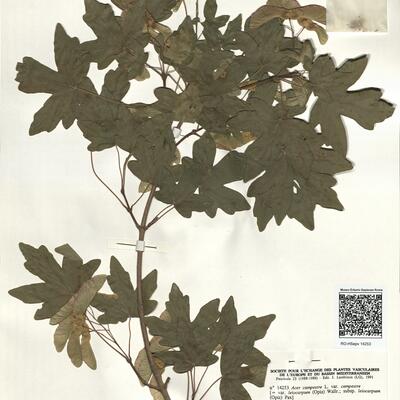 Acer campestre L. var. campestre -  RO-HSepv 14253 photo