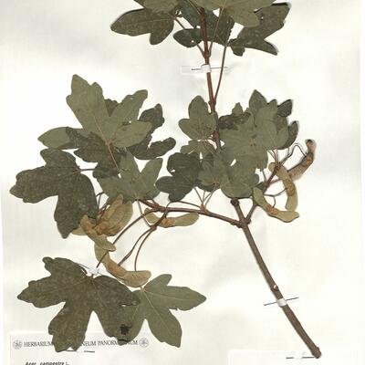 Acer campestre L. var. campestre -  RO-HSepv 18147 photo