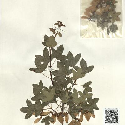 Acer monspessulanum L. subsp. monspessulanum -  RO-HSepv 13303 photo