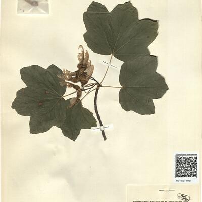 Acer obtusatum Walst. & Kit. ex Willd. -  RO-HSepv 11431 photo