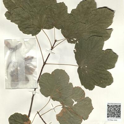 Acer obtusatum Willd. subsp. obtusatum -  RO-HSepv 16250 photo