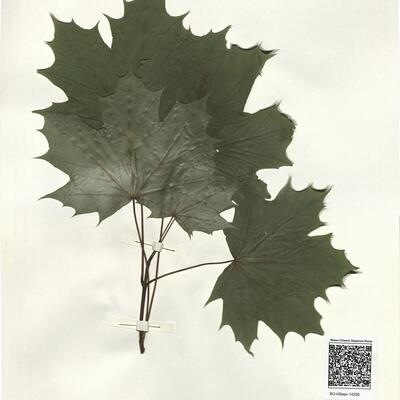 Acer platanoides L. -  RO-HSepv 14256 photo
