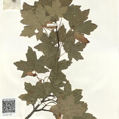 Acer stevenii Pojark. -  RO-HSepv 15284 photo
