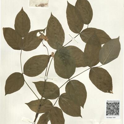 Staphylea pinnata L. -  RO-HSepv 14261 photo