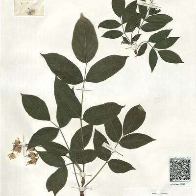 Staphylea pinnata L. -  RO-HSepv 17183 photo