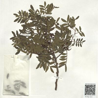Pistacia lentiscus L. -  RO-HSepv 19214 photo