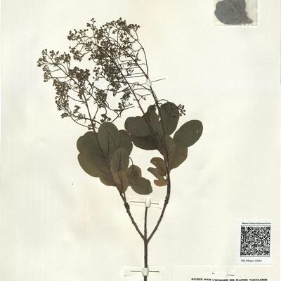 Cotinus coggygria Scop. -  RO-HSepv 14251 photo