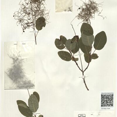 Cotinus coggygria Scop. -  RO-HSepv 16248 photo