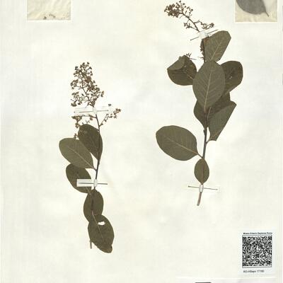 Cotinus coggygria Scop. -  RO-HSepv 17180 photo