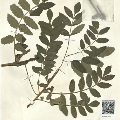 Rhus coriaria L. -  RO-HSepv 14252 photo