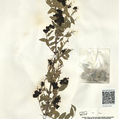 Coriaria myrtifolia L. -  RO-HSepv 16246 photo